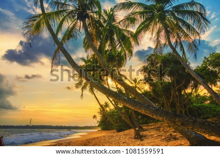 Palm and tropical beach.Tropical beach in Sri Lanka.Sunset on the beach.Tropical Holiday Banner.