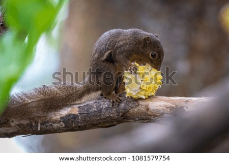 Squirrel eating corn on branch