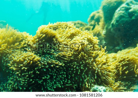 Colorful underwater coral reef tropical Andaman sea Thailand