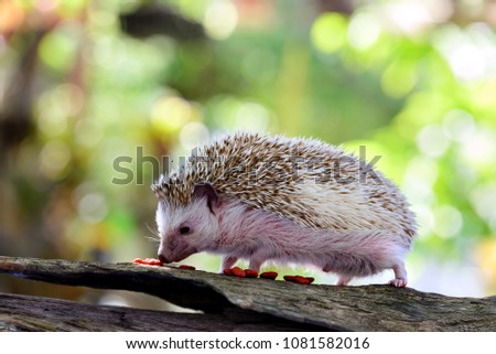 Young hedgehog in natural habitat ,Hedgehog  boken  background