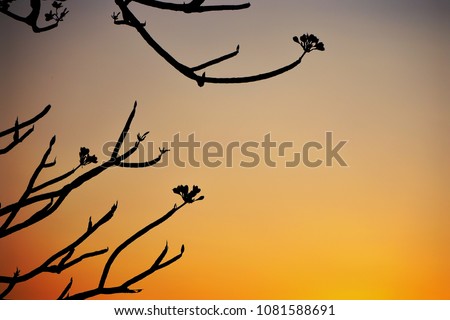 Silhouette leafless Tree branches and some flowers on sunset sky background with copy space on right