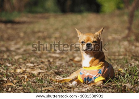 Portrait picture of A cute Chihuahua dog wearing colourful shirt lying on dry grass lawn sunbathing during the day with blurred countryside natural background
