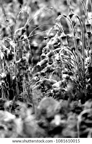 Abstract background with dense thickets of finishing their blossom flowers of coltsfoot  bent their faded buds on lush spring meadow. Artistic view. Concept for interior decor element. Black & white