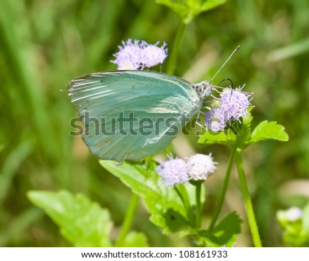 Butterfly Sucking Nectar and rests on a blade of grass near a pool