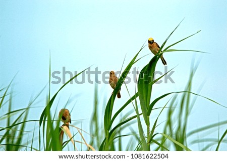 Asian Golden Weaver on field