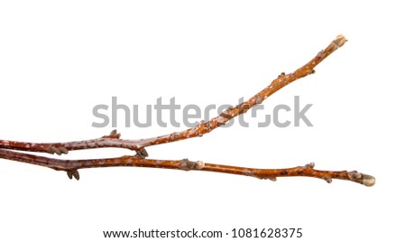 Branch of a nut tree with cones on an isolated white background.