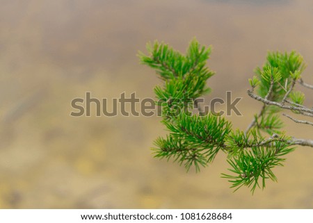 Branch of pine on a swamp