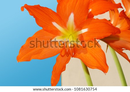 Red flower of a hippeastrum on a blue sky background.