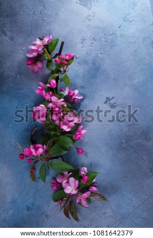 Spring pink cherry tree flowers blooming twig on gray background, top view flat lay scene