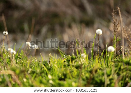 Abstract background with dense thickets of finishing their blossoming flowers of coltsfoot with some white fluffy cups on lush green meadow. Concept for interior decor elements. Artistic view