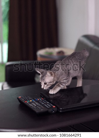 cute short hair young asian kitten cats black and white stripes walking on glossy notebook computer aim to play a black TV remote control 