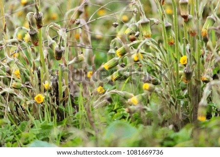 Abstract background with dense thickets of finishing their blossom flowers of coltsfoot  bent their faded buds on lush spring meadow. Beautiful natural pattern. Artistic view
