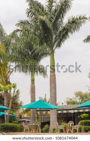 View of two palm trees in a garden in Nairobi city Kenya
