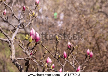 Texture of magnolia pink flowers. Beautiful magnolia on blue sky background. 