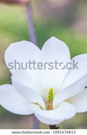 Flower Magnolia flowering against a background of flowers. Nature background