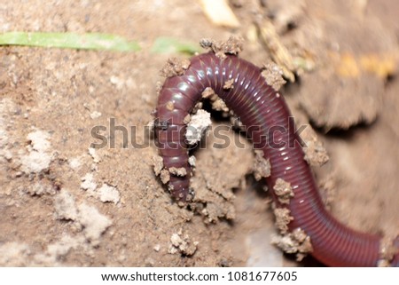Macro. Earthworm in soil - closeup Royalty-Free Stock Photo #1081677605