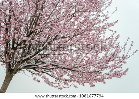 Beautiful tree with pink cherry blossoms and snow on the branches positioned in the left corner isolated with a white background.