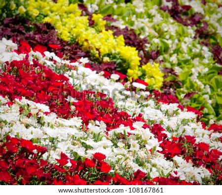 Bed of red and white carnations