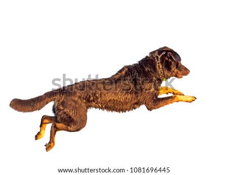 Jumping dog isolated on white background