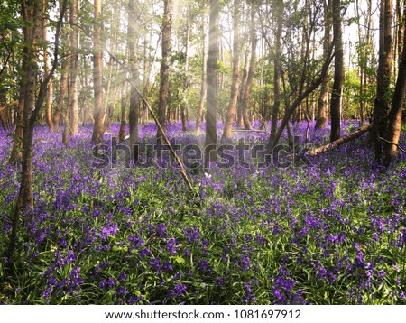 Bluebell forest with sunrays