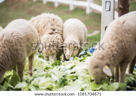 Pictures of sheep.