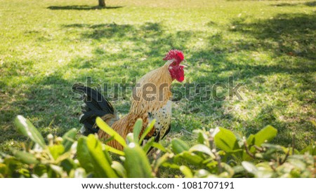 Spring affects all animals and especially roosters, the activity multiplies due to the increase in temperatures and hours of light. The corral becomes a bustling rin where fights by the females.