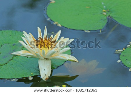 Lotus ,White lotus with dragonfly in the pond.

