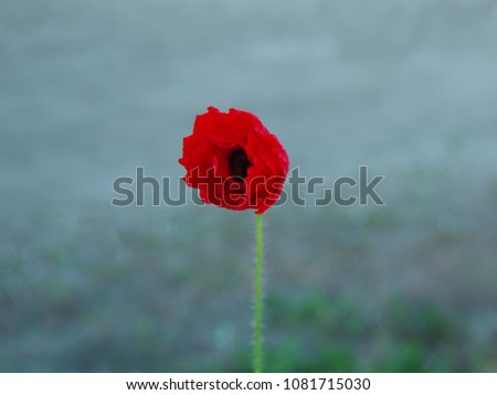 A red poppy flower close-up on a blurred outdoor background in daylight