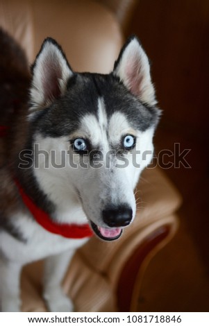 siberian husky posing for pictures