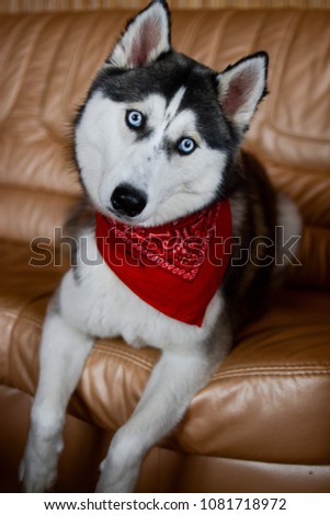 siberian husky posing for pictures