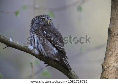 Eurasian pygmy owl-Swabian Jura,Swabian Alps,Baden-Württemberg, Germany
