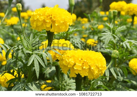 Yellow Chrysanthemum, Samanthi poo, Chrysanthemum indicum