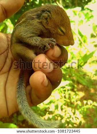 A squirrel in my hands
