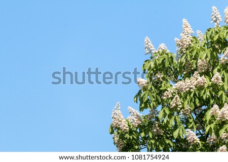 blooming chestnut in front of blue sky