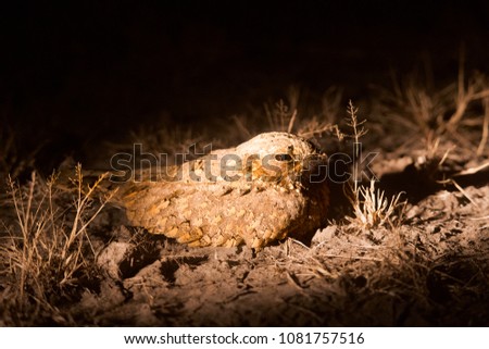 Sykes's Nightjar, Caprimulgus mahrattensis, Little Rann of Kutch, Gujarat state of India