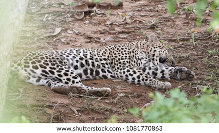 Leopard lying hidden on ground, Kruger National Park, South Africa