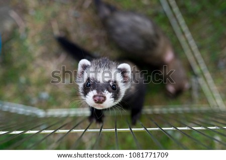 ferret looking up  Royalty-Free Stock Photo #1081771709