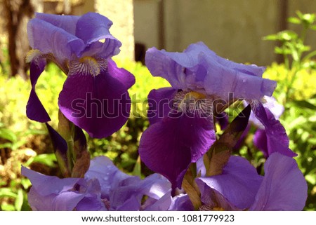 Wonderful Purple Iris