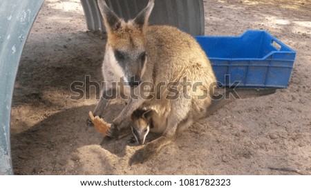 tiny kangaroo with baby, perth, western australia