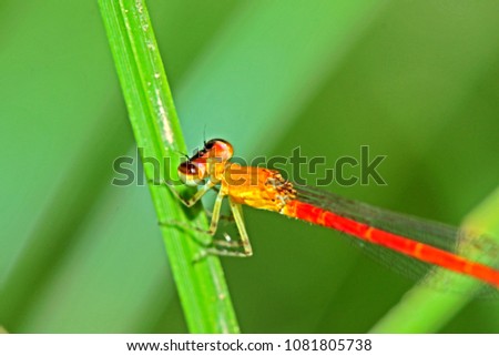 A dragonfly on branch