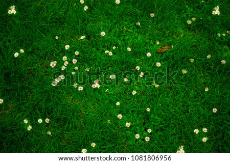 Green field with lot of daisy white flowers in top down view on vibrant spring grass