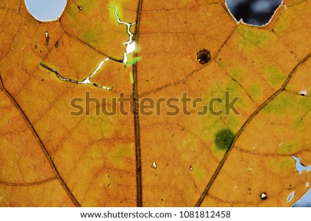 A close-up of an Autumn leaf, as photographed in Saint Louis, Missouri, USA.  

Indicative of nature, the colors in nature and the cycle of life.  Abstract interpretation also shows beauty. 