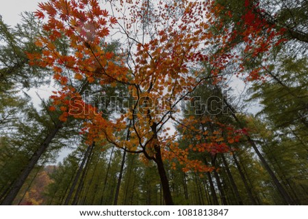 Autumn red maple leaf