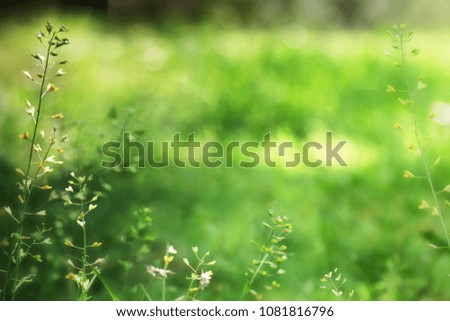 Beautiful photo of wild flowers. Softened colours with blurred emplty background with space for text