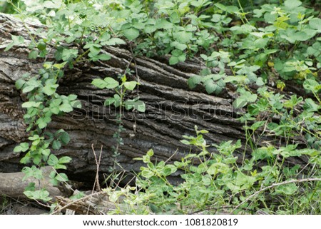 Downed tree covered in vines
