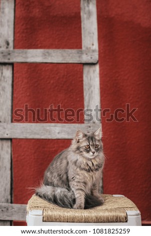 cool cat sitting on chair on red background