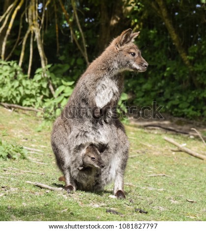 A female kangaroo with a baby in the pouch sitting in her natural environment