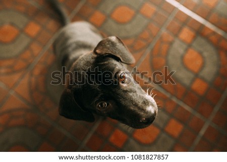 Dog animal puppy
