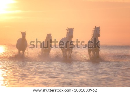 Beautiful white horses galloping on the water at soft yellow sunset light, Parc Regional de Camargue, Bouches-du-rhone department, Provence - Alpes - Cote d'Azur region, south France