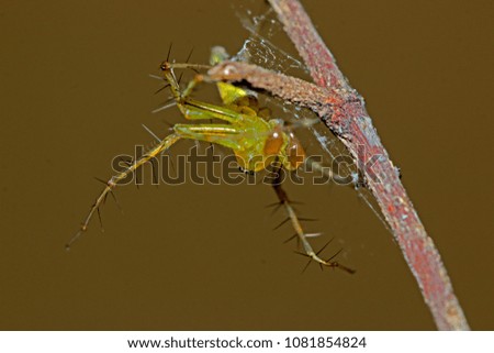 Jumper spider on branch